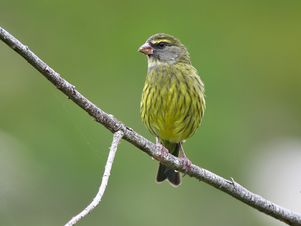 Forest Canary - ML613516872