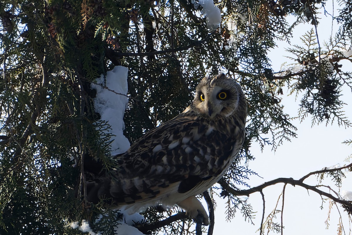 Short-eared Owl - Gojko Kukobat