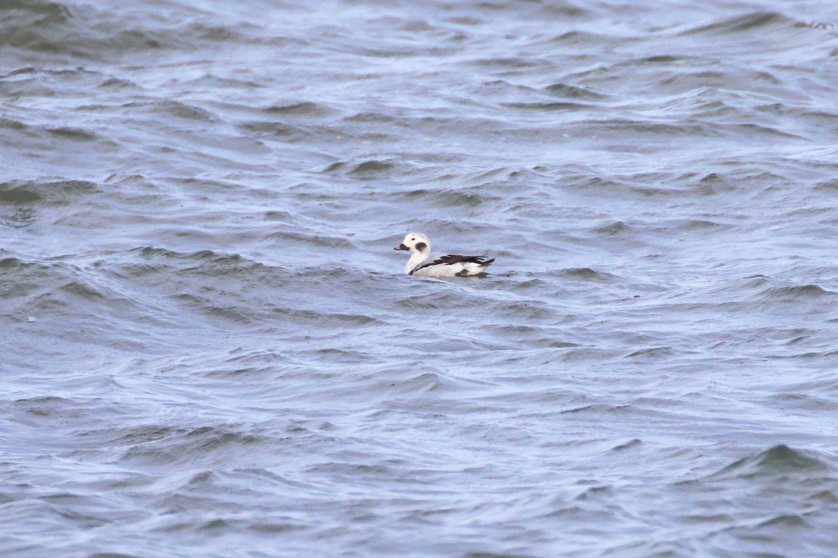Long-tailed Duck - ML613516988