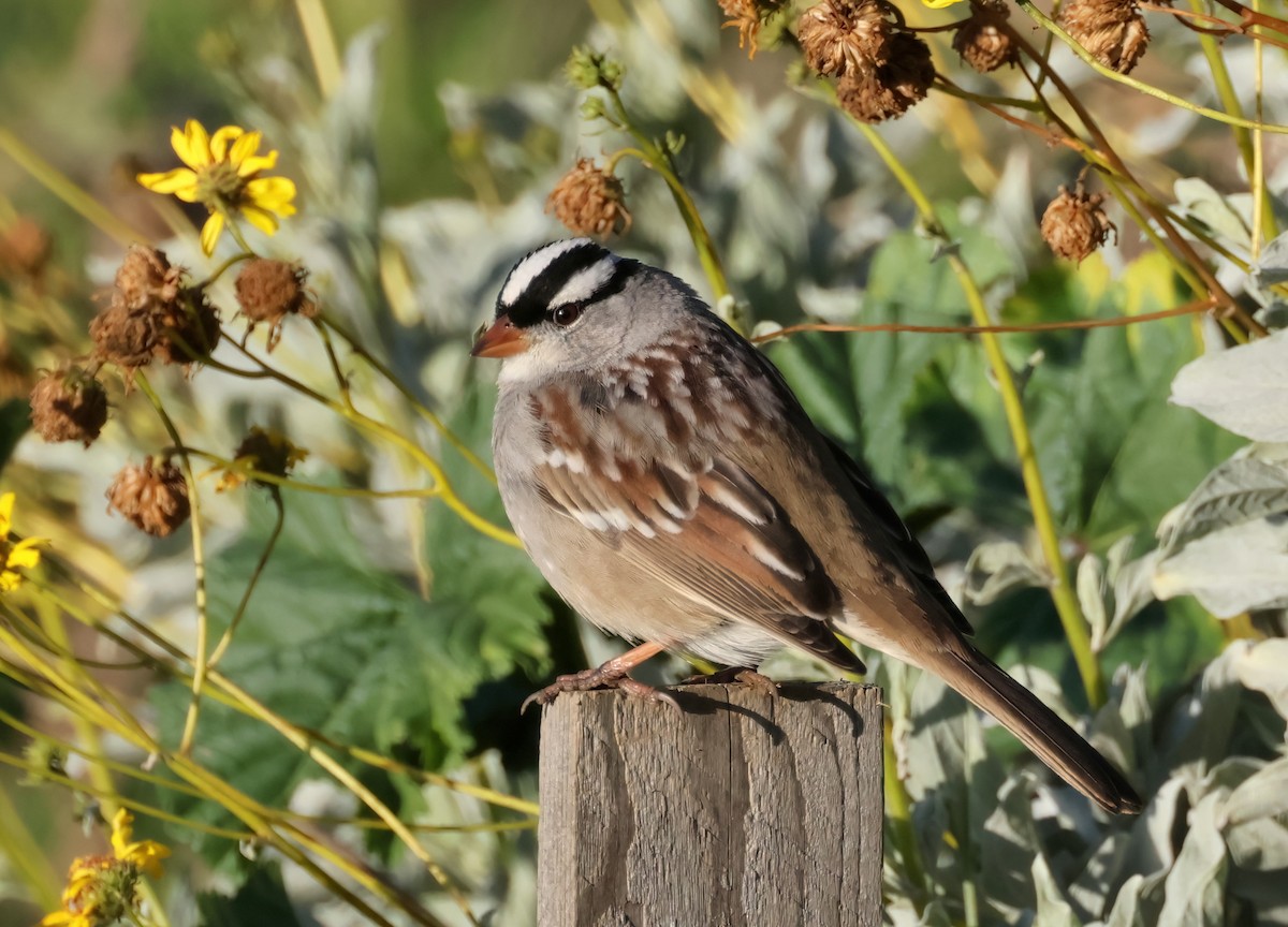 White-crowned Sparrow (oriantha) - ML613517316