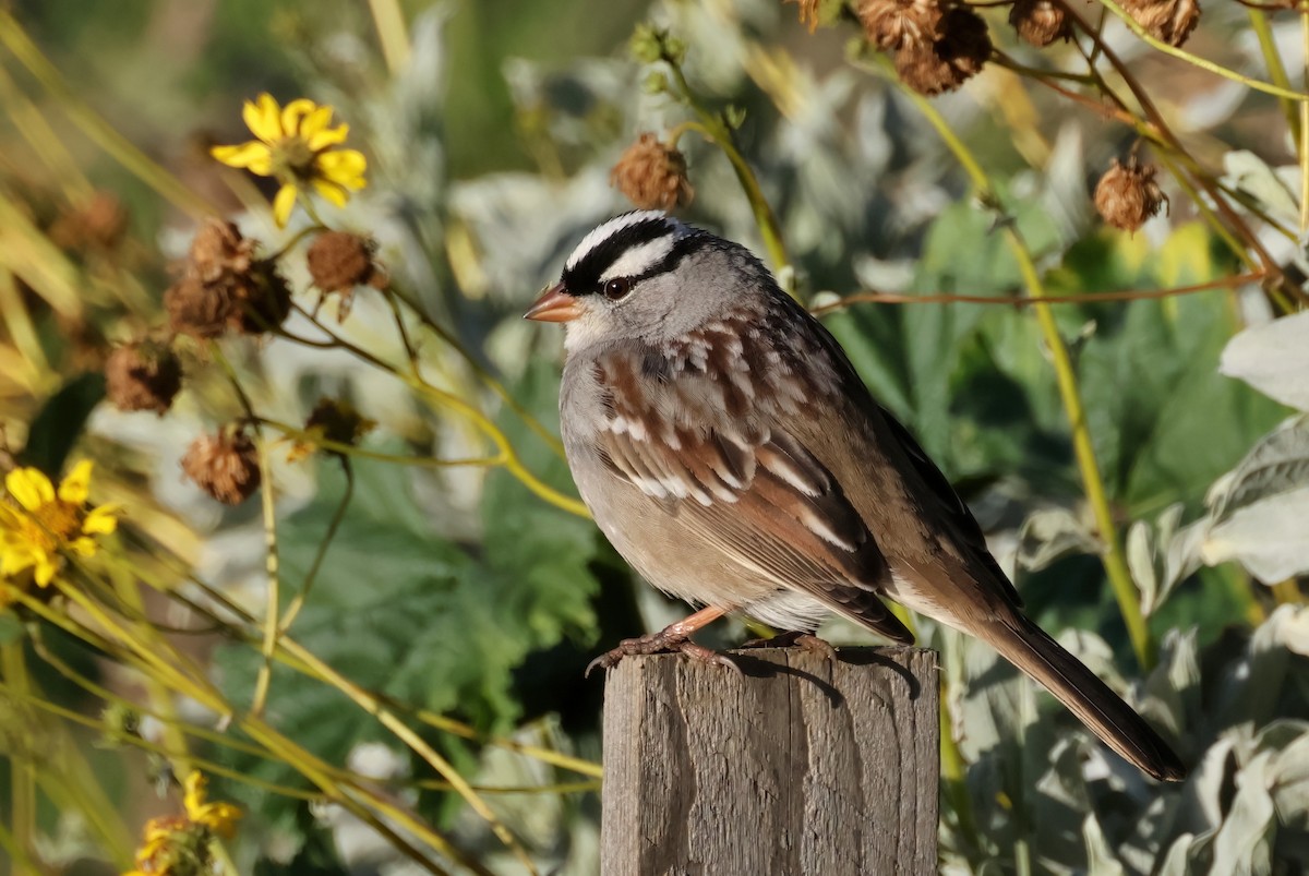 White-crowned Sparrow (oriantha) - ML613517317