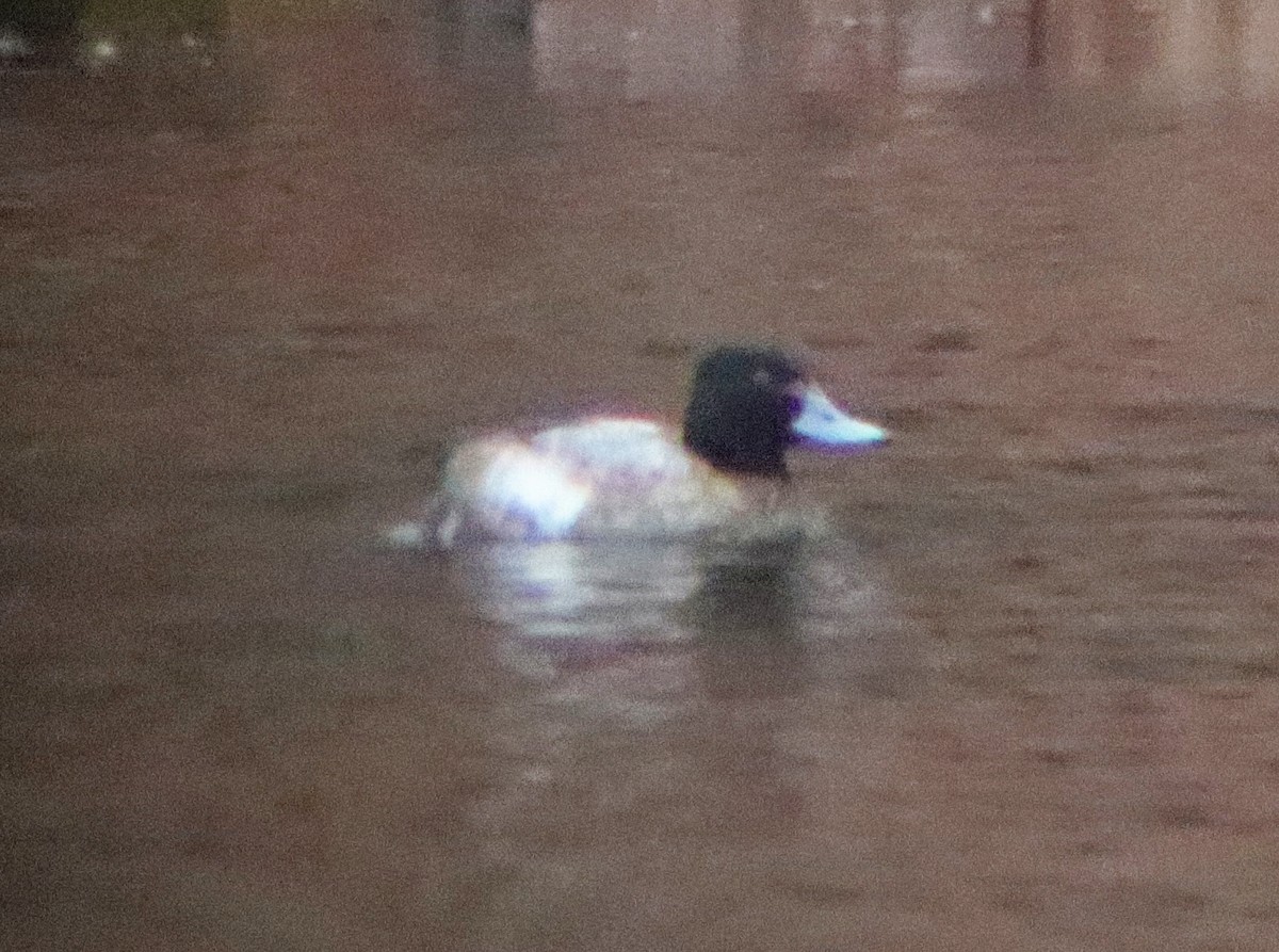 Greater/Lesser Scaup - ML613517599