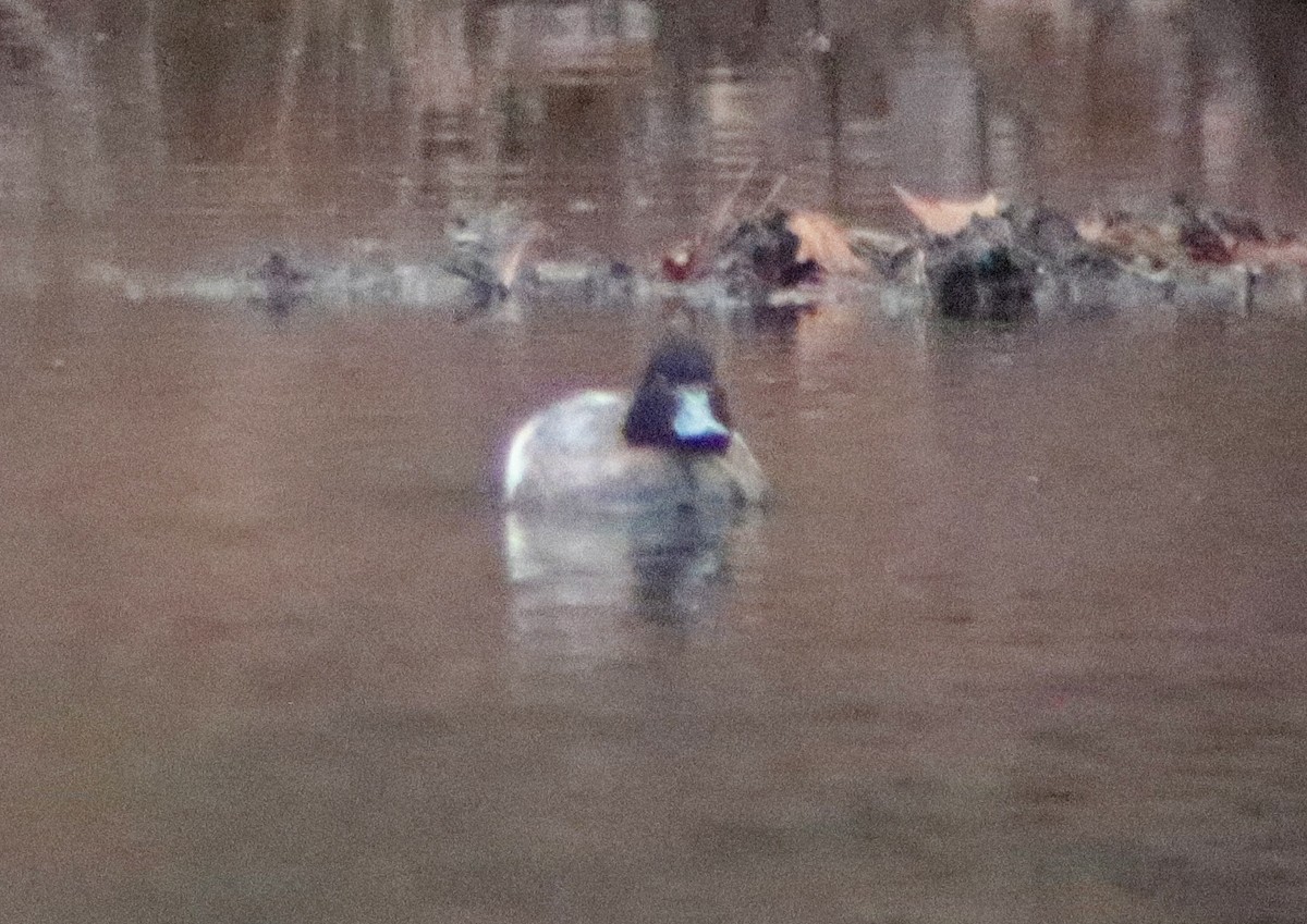 Greater/Lesser Scaup - ML613517601
