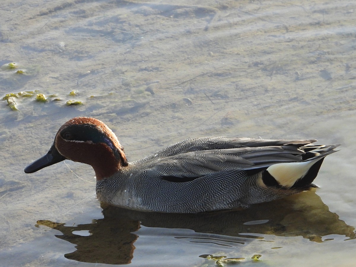 Green-winged Teal - ML613517631