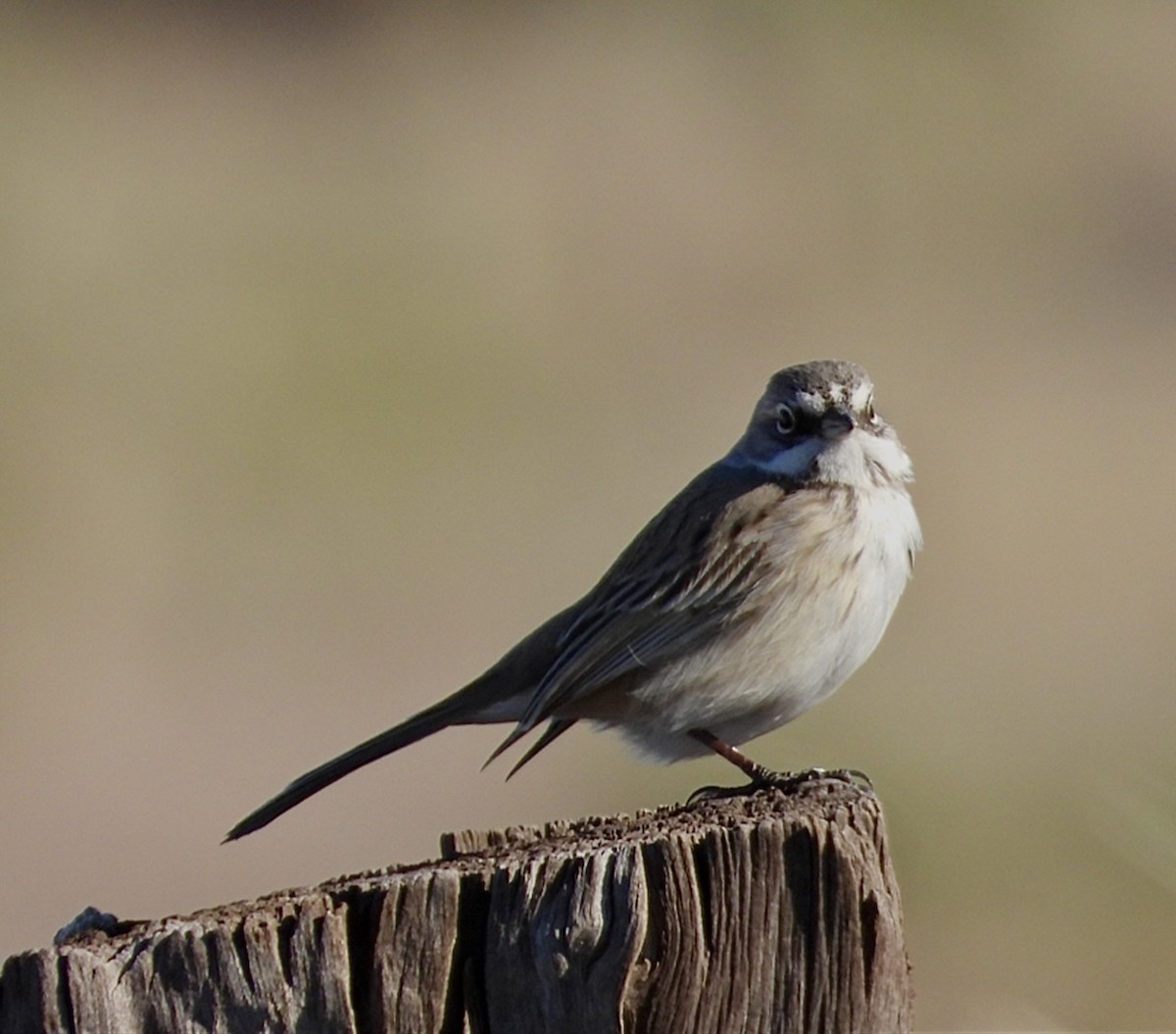 Sagebrush Sparrow - Gordon Lam