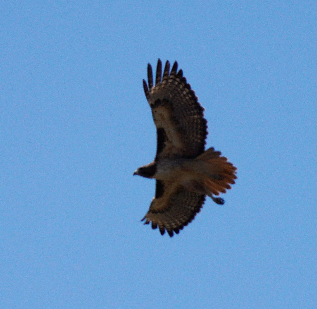 Red-tailed Hawk - ML613517817
