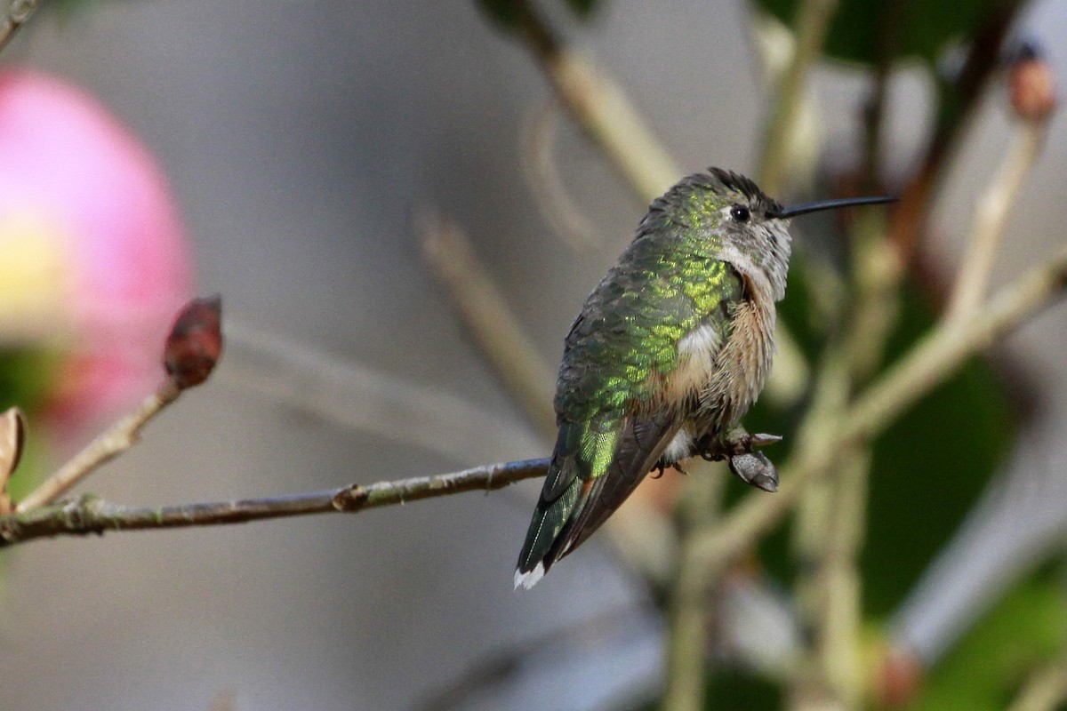 Broad-tailed Hummingbird - ML613517845