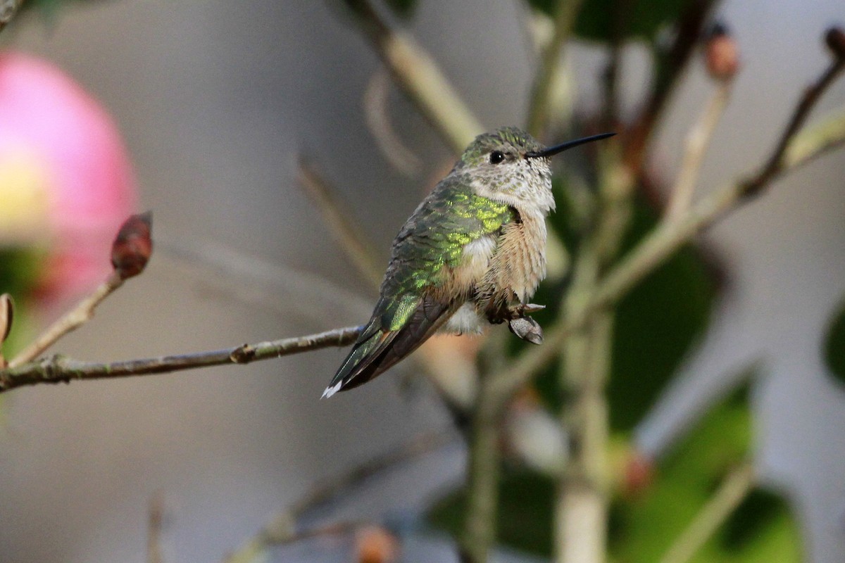 Broad-tailed Hummingbird - Connie Guillory