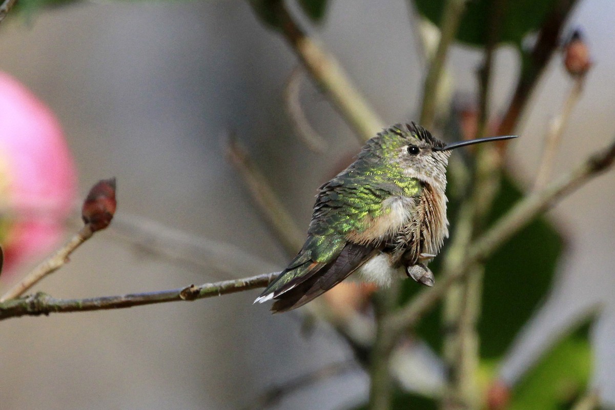 Broad-tailed Hummingbird - ML613517847