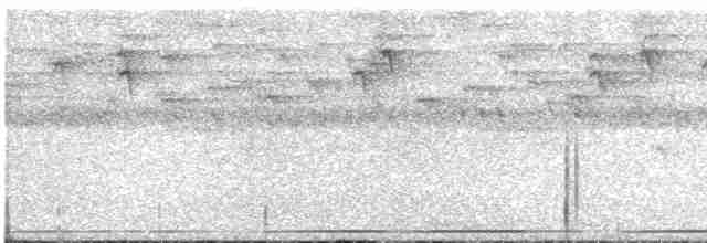 Білоніг новогвінейський (підвид plumiferus) - ML613518351