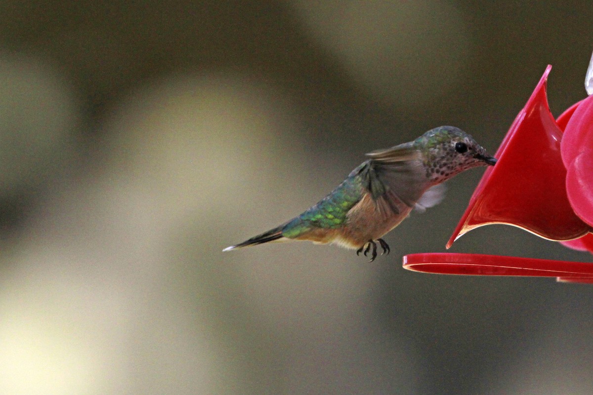 Broad-tailed Hummingbird - ML613518354