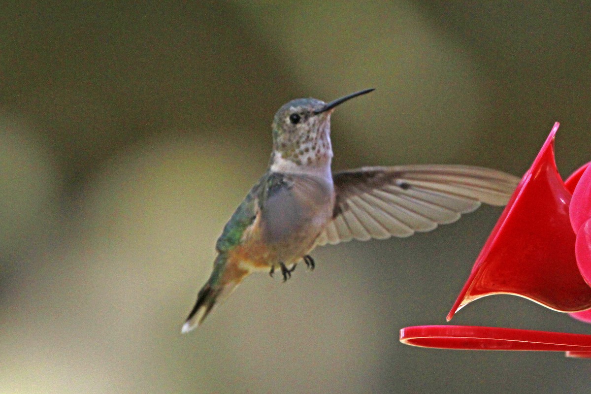 Broad-tailed Hummingbird - ML613518359