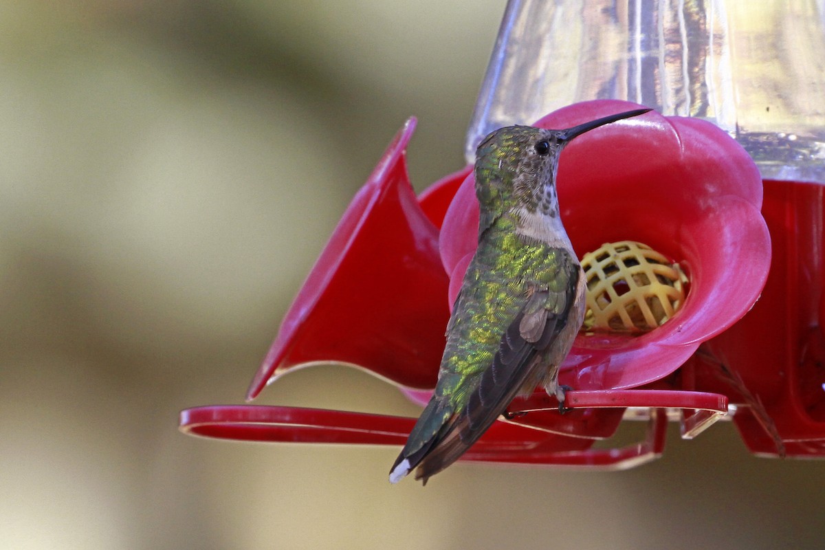 Broad-tailed Hummingbird - ML613518383