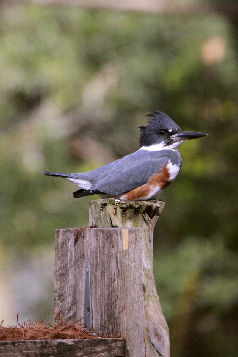Belted Kingfisher - Connie Guillory
