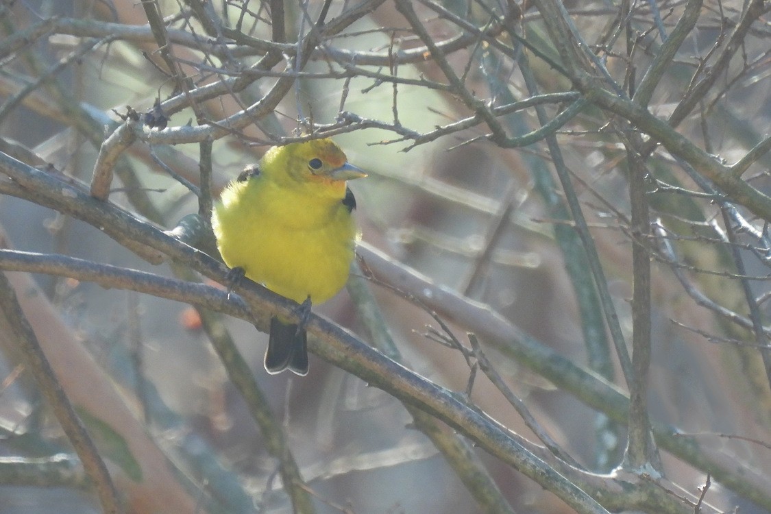Western Tanager - ML613518780