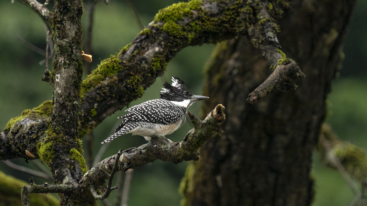 Crested Kingfisher - ML613518903