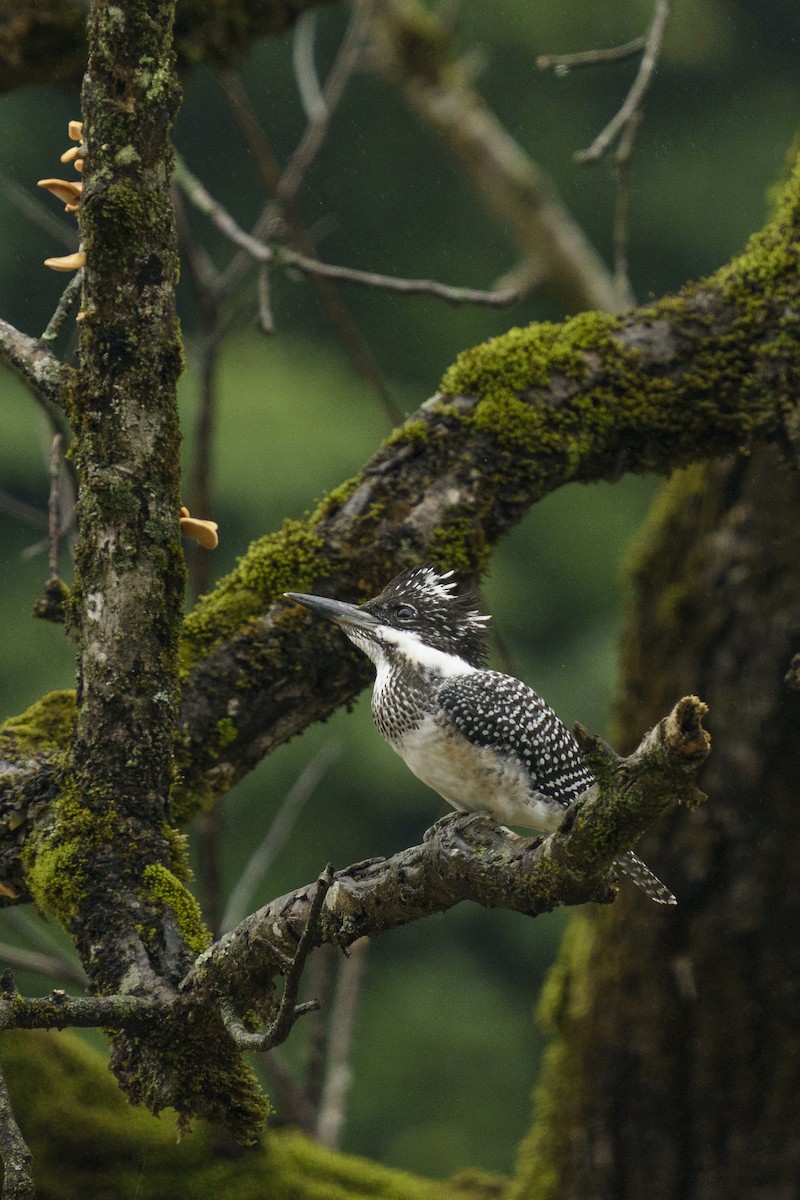 Crested Kingfisher - ML613518904