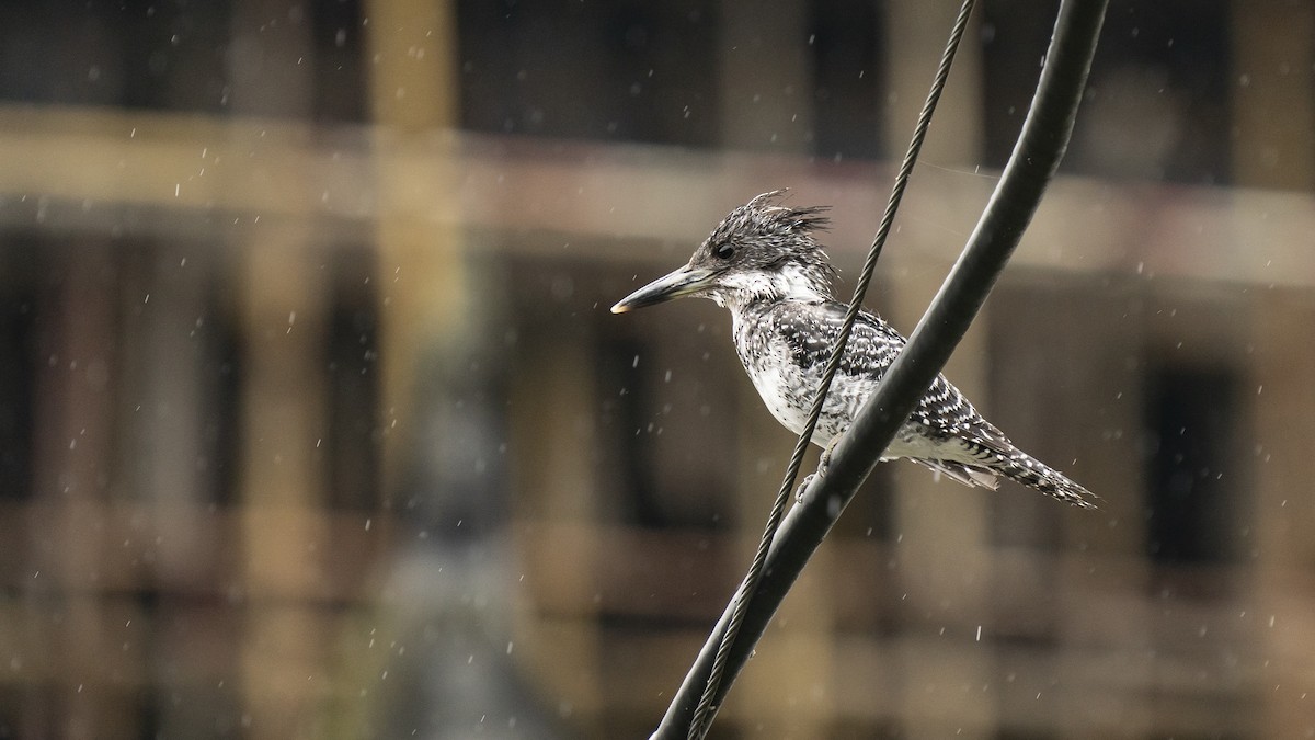 Crested Kingfisher - ML613518987