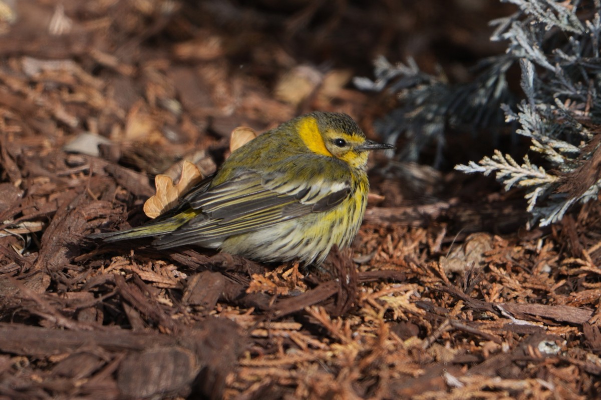 Cape May Warbler - ML613519012