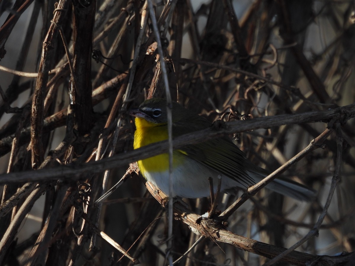 Yellow-breasted Chat - ML613519101