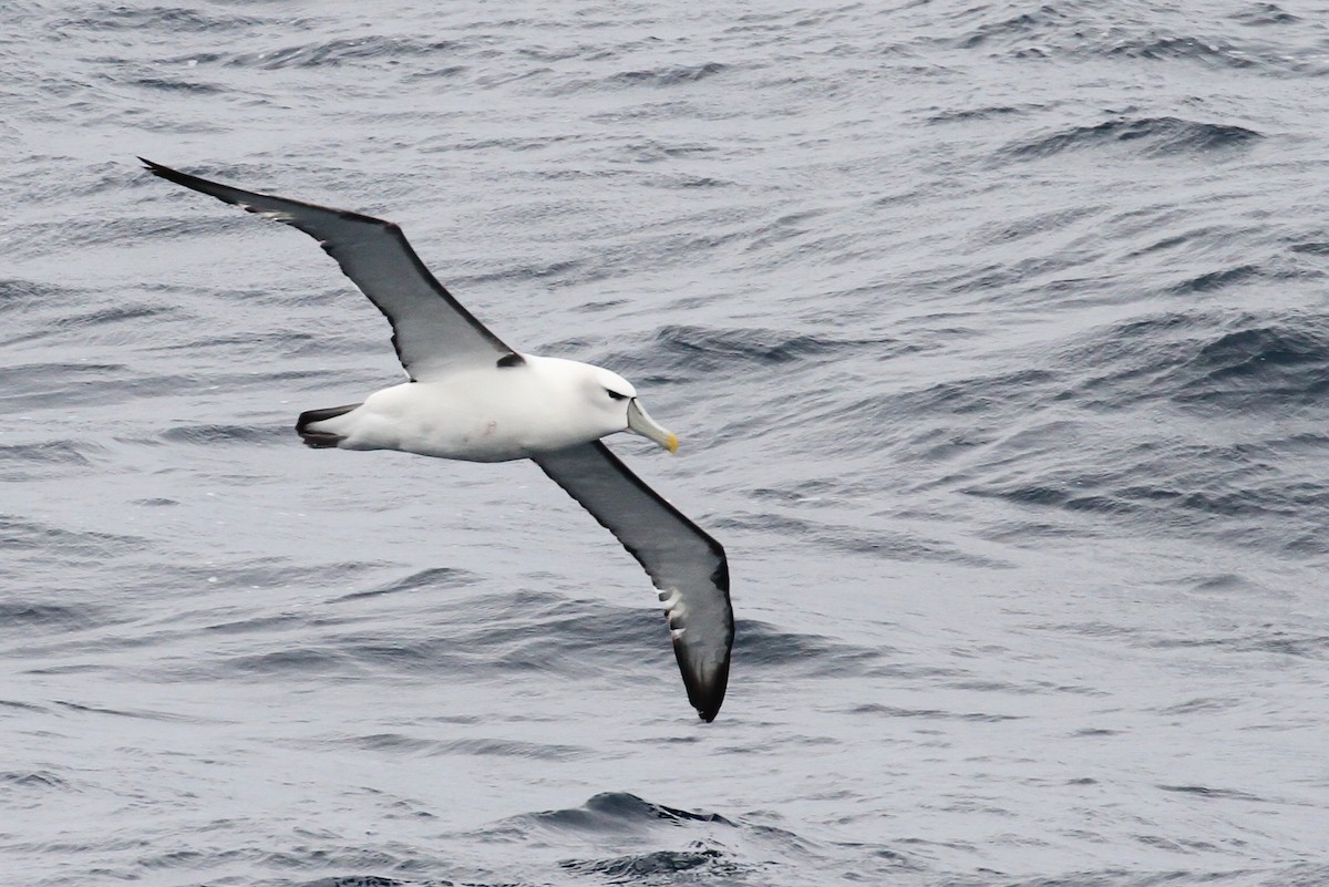 White-capped Albatross - ML613519322