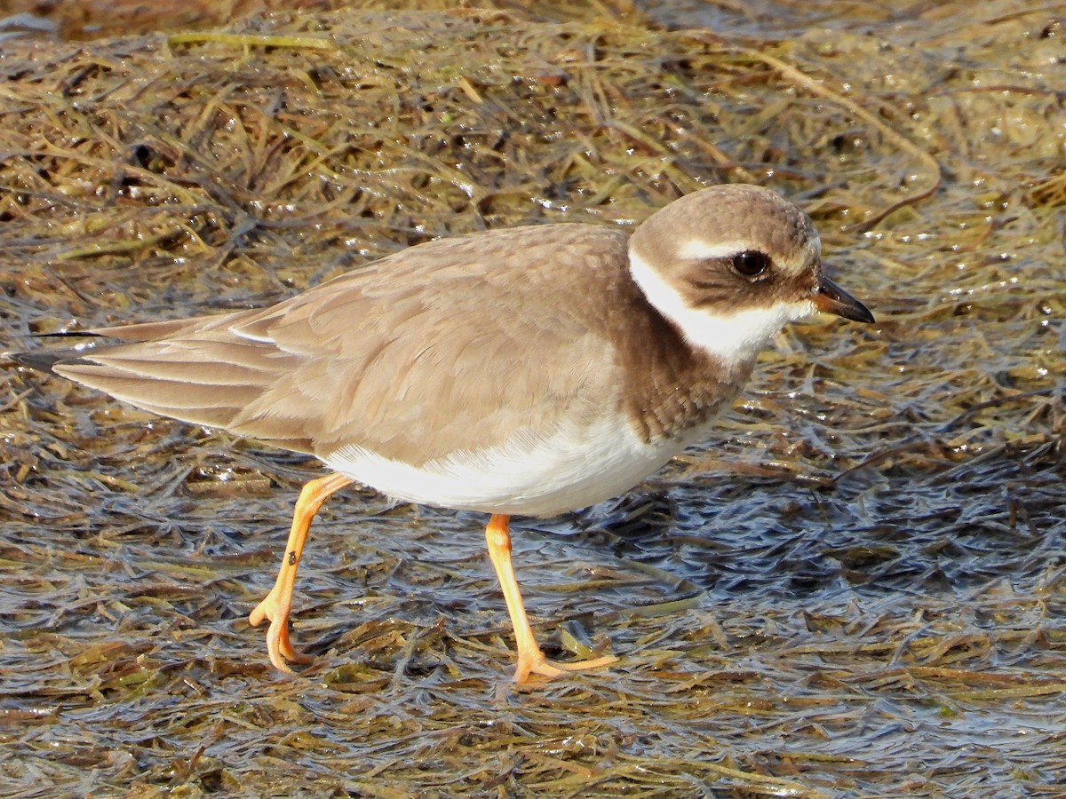 Common Ringed Plover - ML613519427