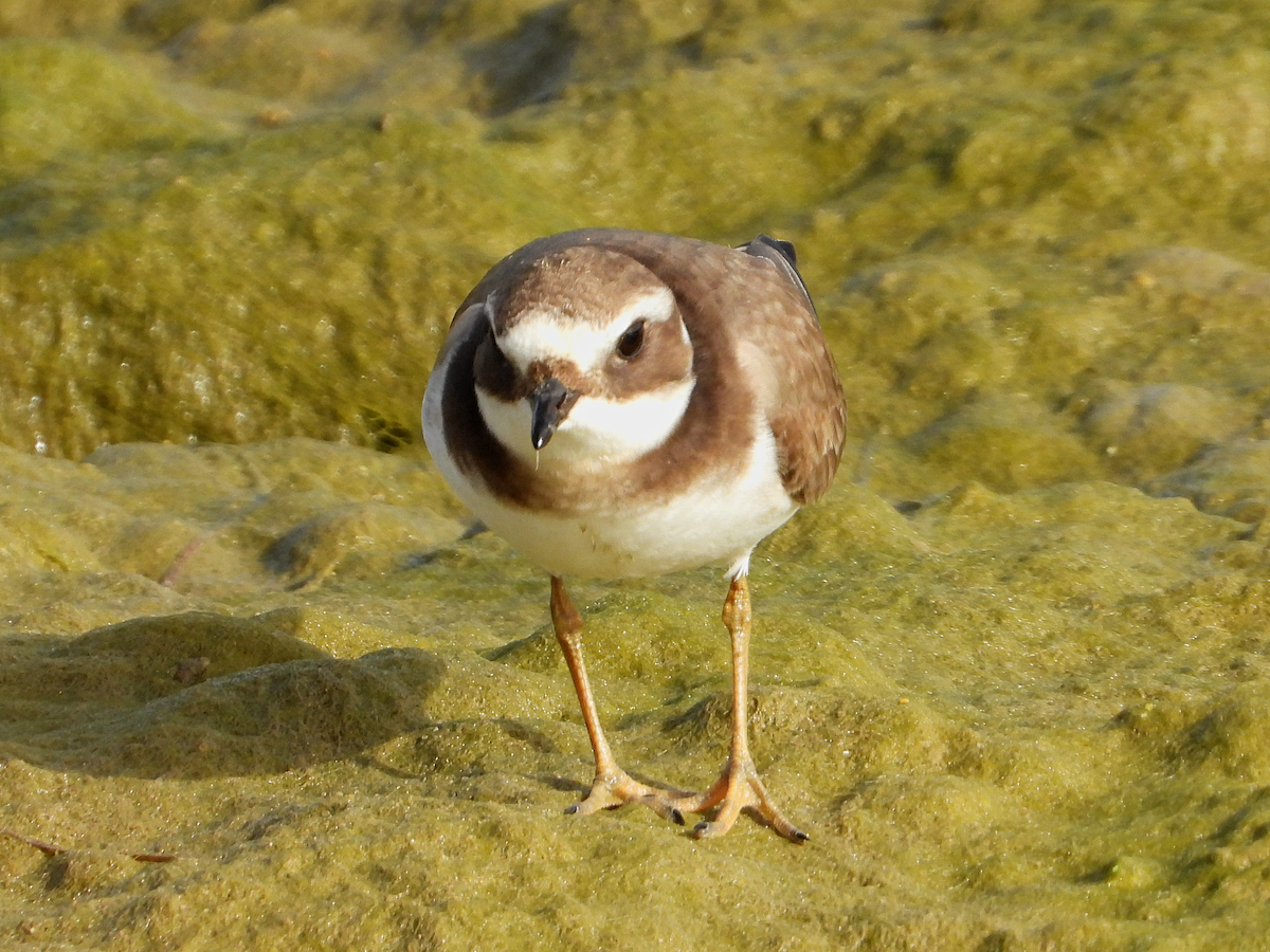 Common Ringed Plover - ML613519438