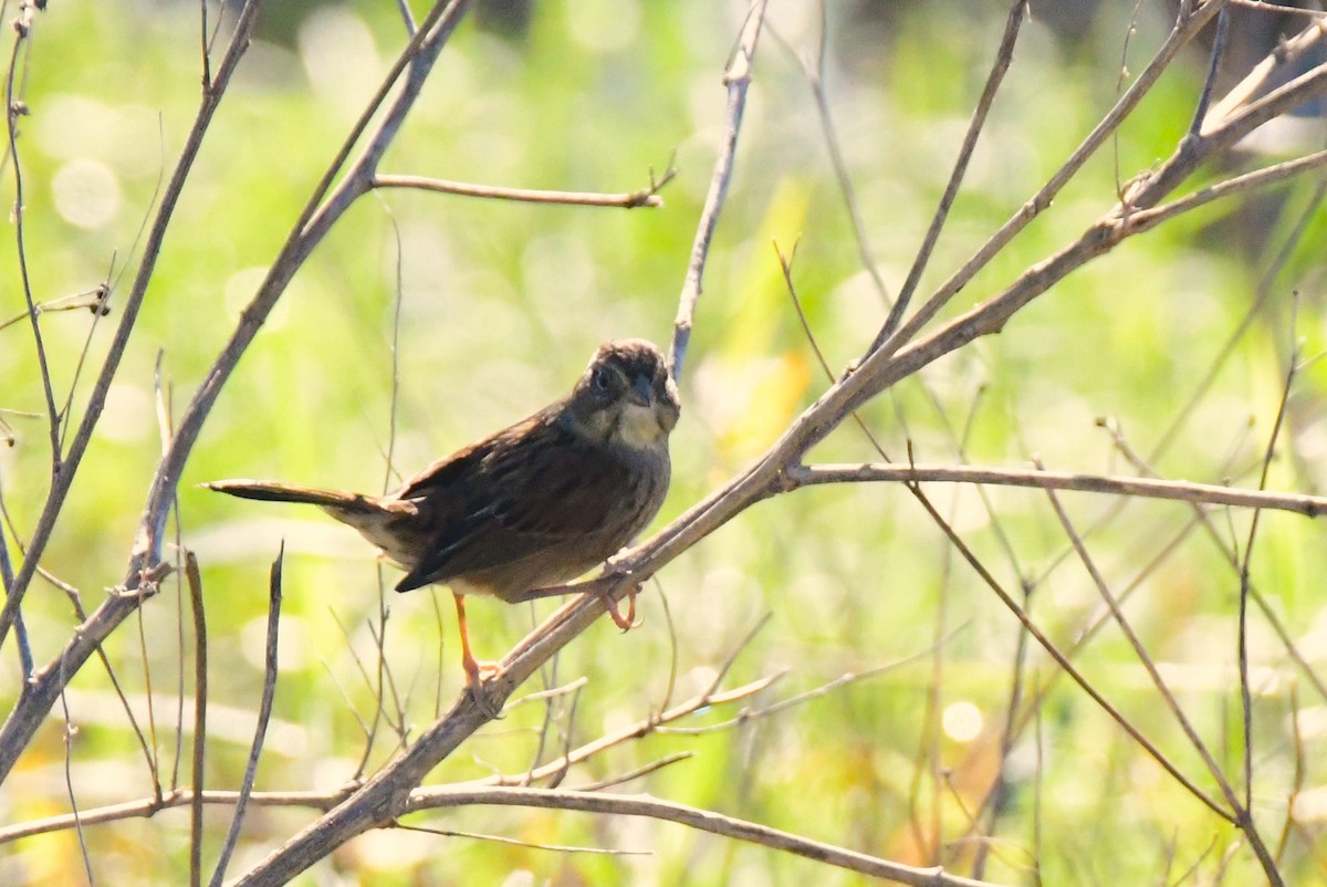 Swamp Sparrow - ML613519448