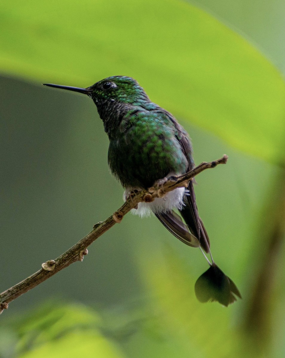 White-booted Racket-tail - Barb eastman