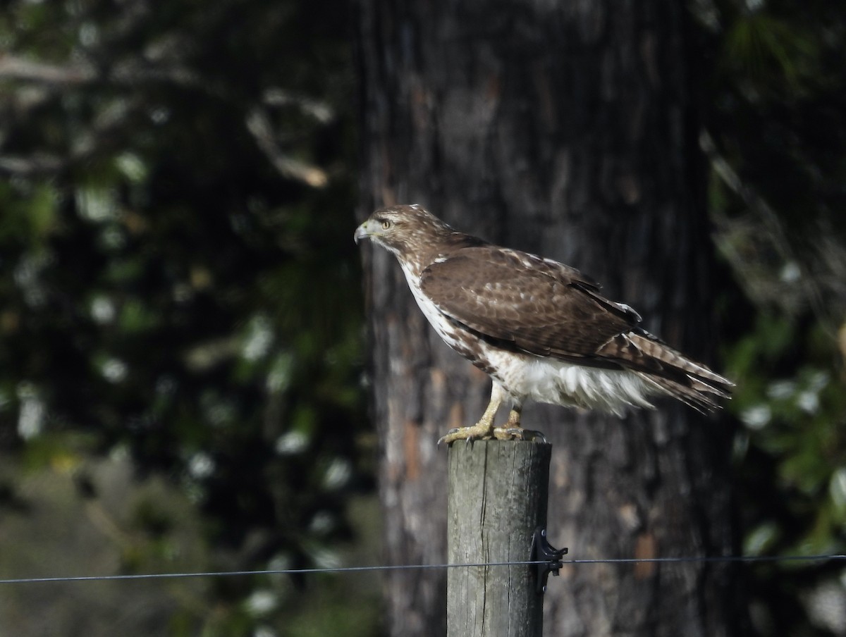 Red-tailed Hawk - Patty McQuillan