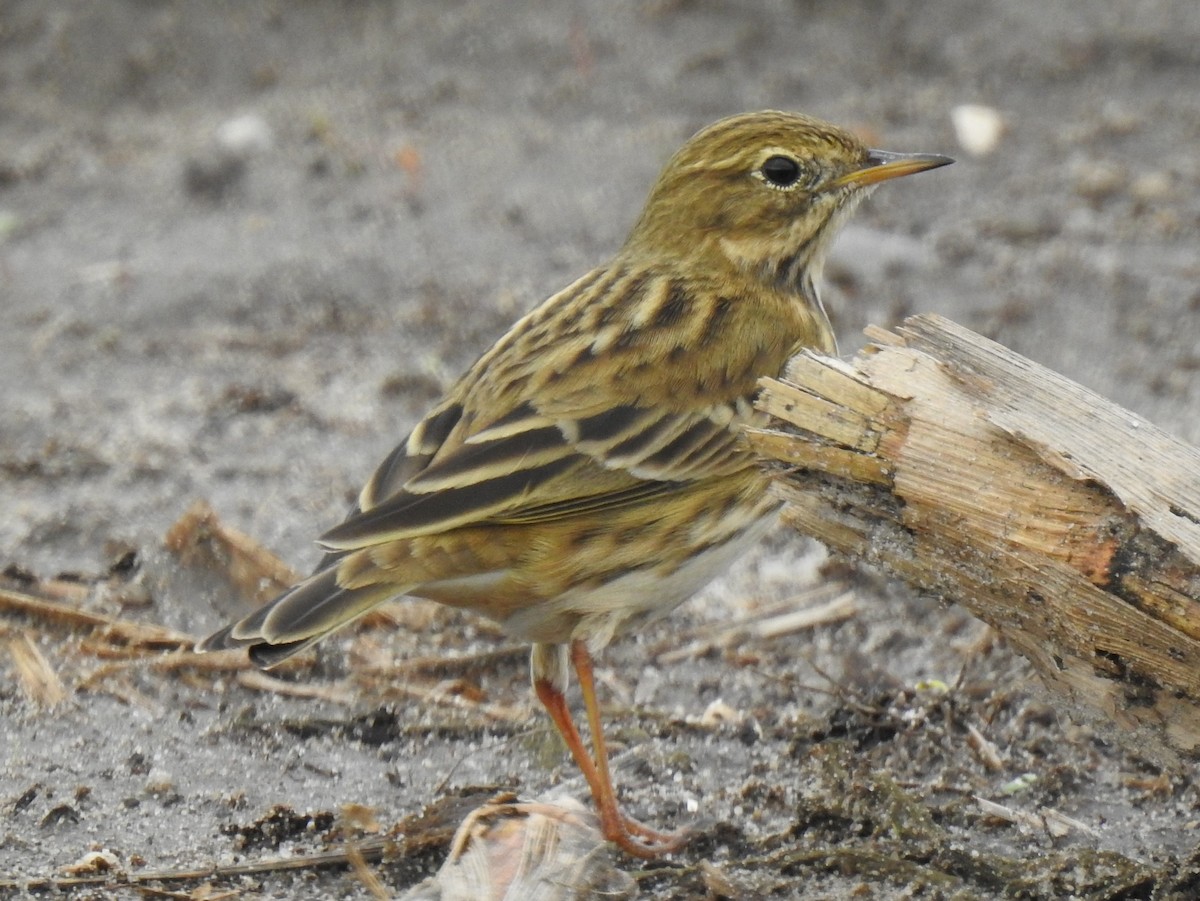 Meadow Pipit - ML613519747