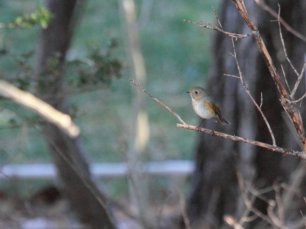 Red-flanked Bluetail - ML613520020