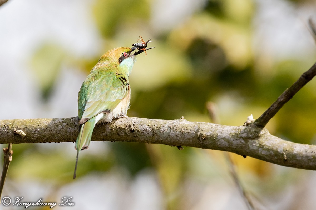 Asian Green Bee-eater - ML613520327