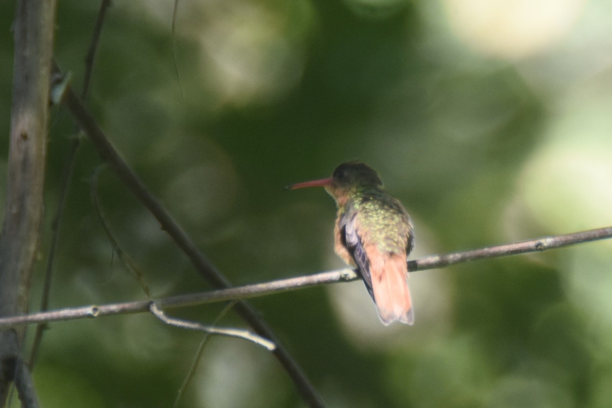 Cinnamon Hummingbird (Mainland) - Luke Berg