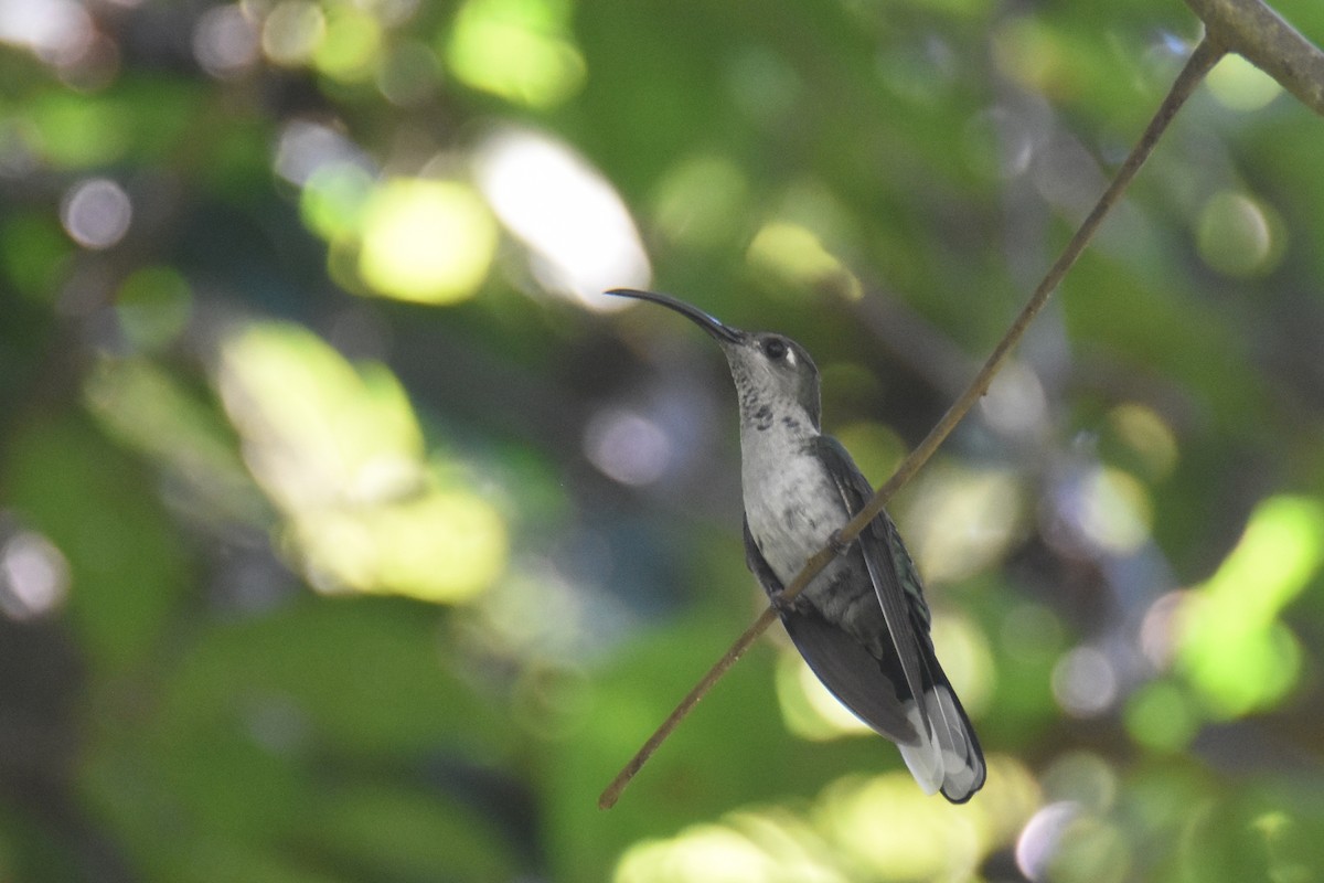 kolibřík fialkový - ML613520501