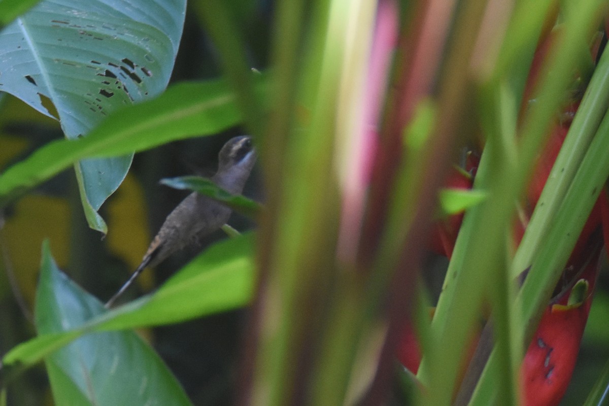 Мексиканский колибри-отшельник (mexicanus) - ML613520559