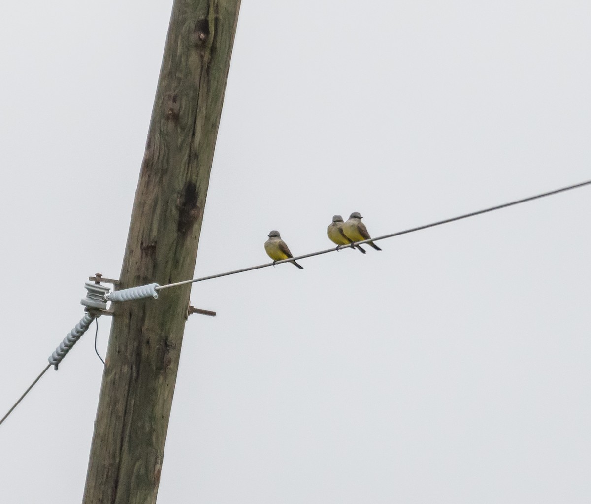 ebird-checklist-14-jan-2024-us-27-s-26-15533-80-44443-4-species