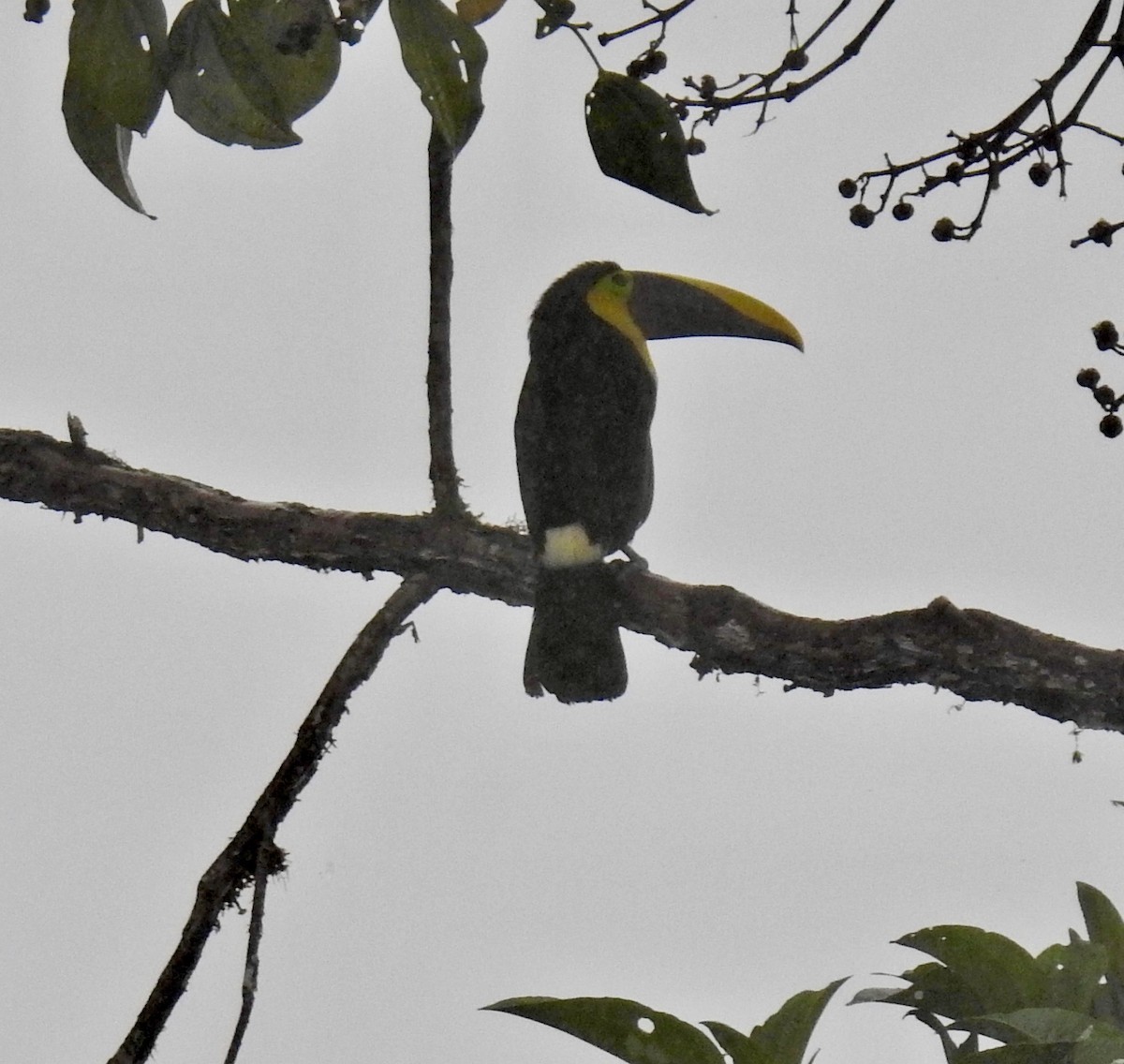 Yellow-throated Toucan (Chestnut-mandibled) - ML613520764