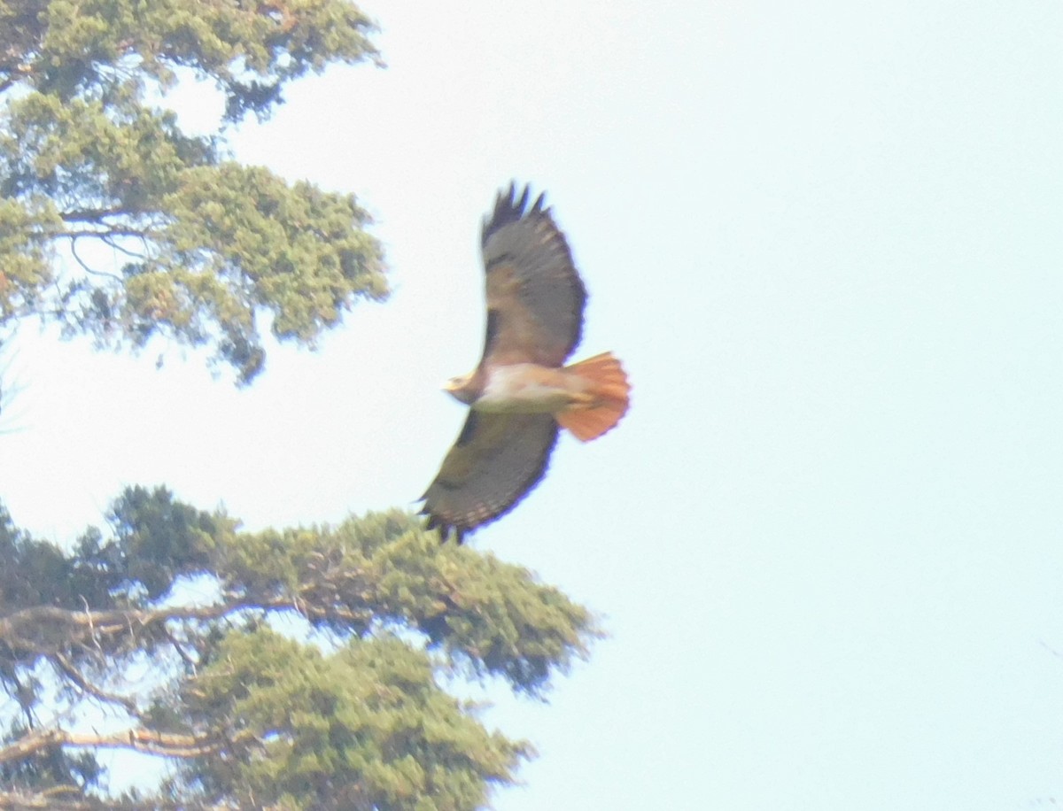 Red-tailed Hawk - ML613520783