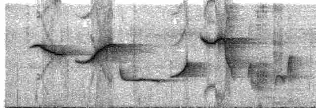 Шама мадагаскарська (підвид inexspectatus) - ML613521050
