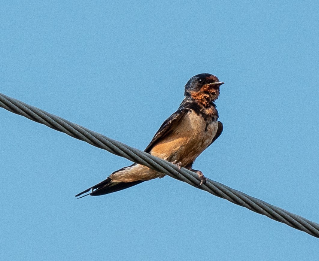 Barn Swallow - ML613521145