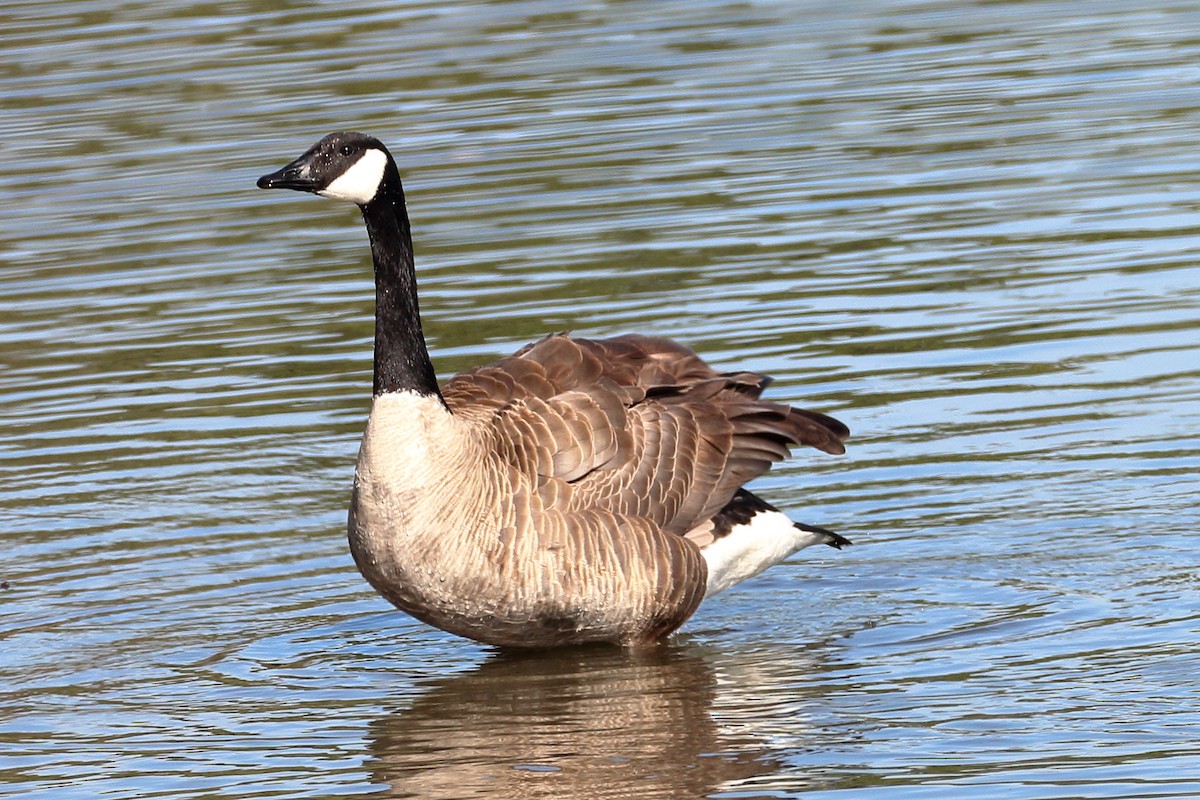 eBird Checklist - 13 Jan 2024 - San Gabriel Coastal Basin Spreading ...