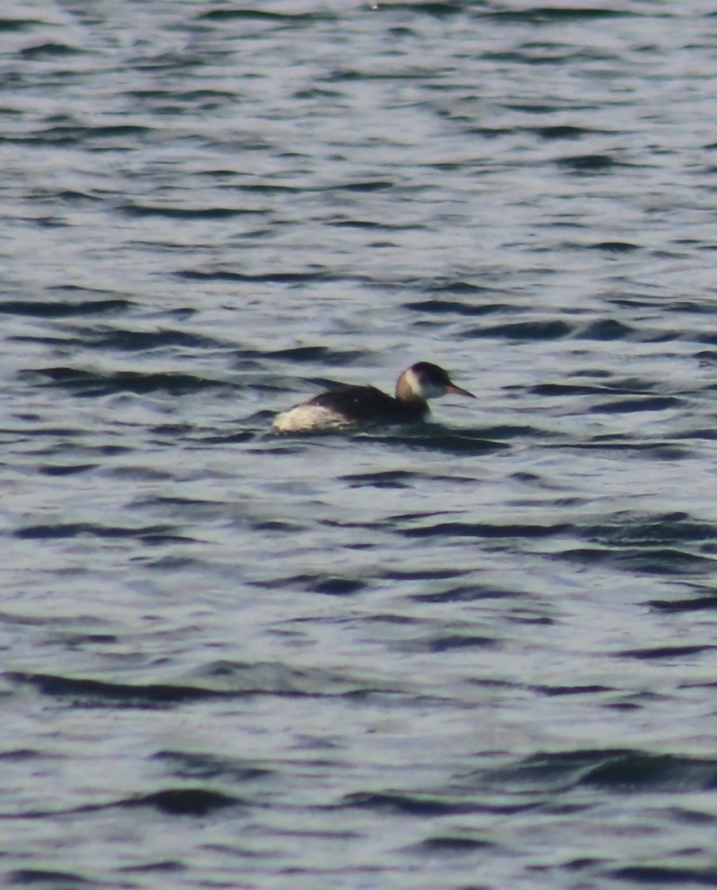 Red-necked Grebe - ML613521926