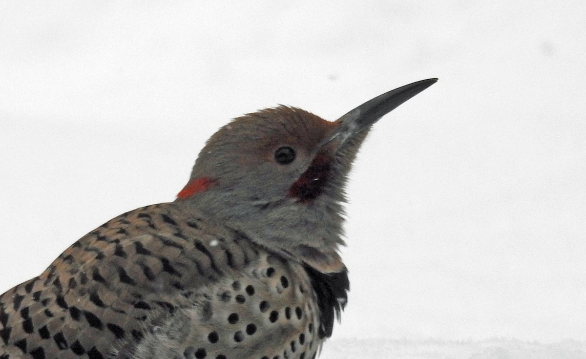 Northern Flicker (Yellow-shafted x Red-shafted) - ML613521987