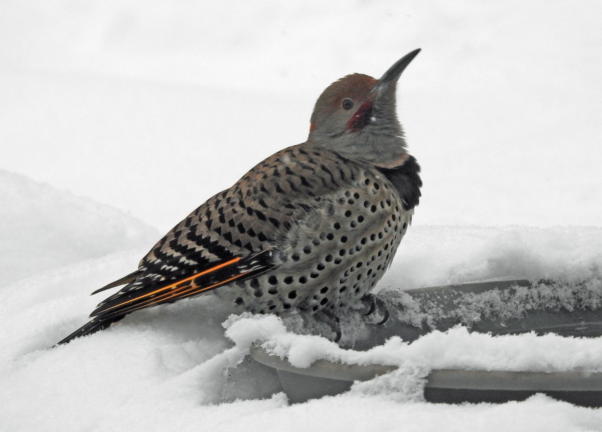 Northern Flicker (Yellow-shafted x Red-shafted) - ML613521988