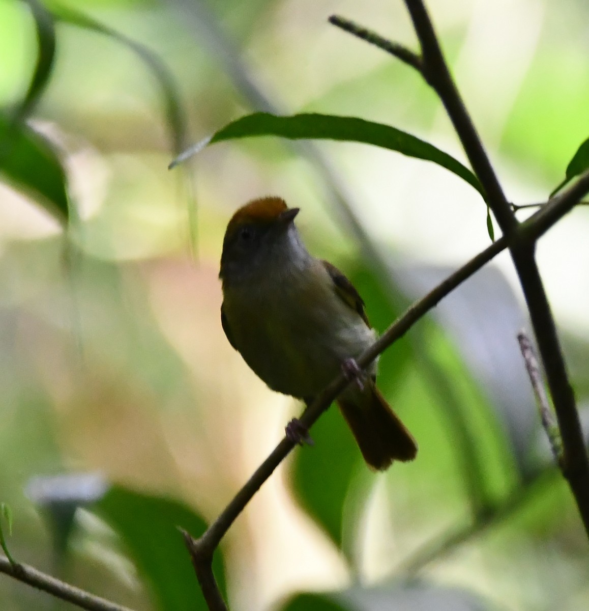 Tawny-crowned Greenlet - ML613522387