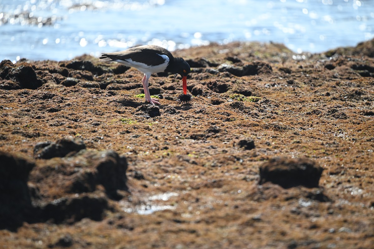 American Oystercatcher - Ron Blakely