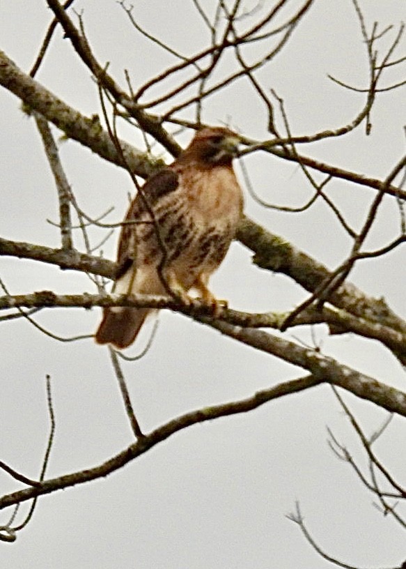 Red-tailed Hawk - ML613522489