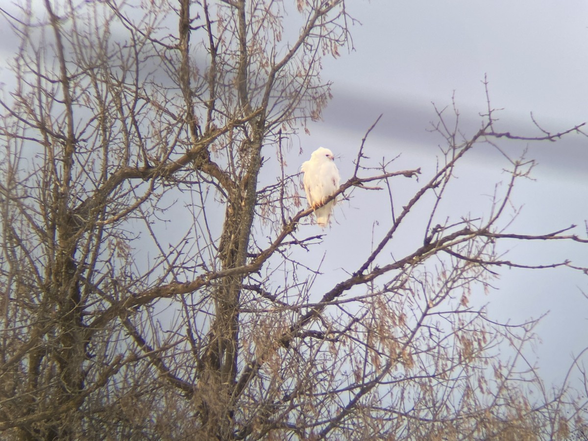 EBird Checklist 14 Jan 2024 Connecticut River Cartop Boat Access   1200