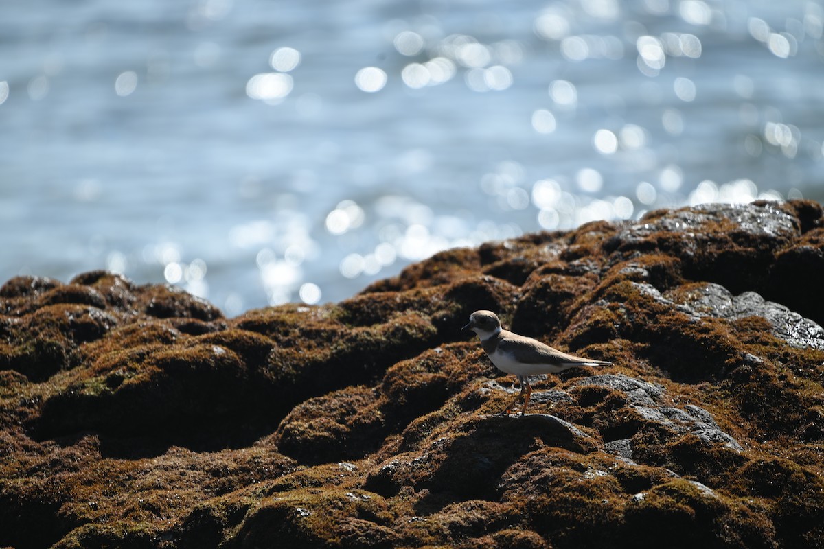Semipalmated Plover - ML613522584